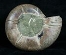 Cut & Polished Desmoceras Ammonite (Half) - #6329-1
